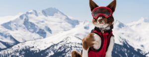 Search and rescue canine in front of a mountain range.