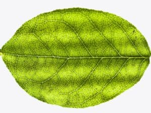Close up image of a single green leaf.