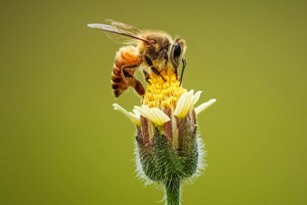 A bee on top of a flower in front of a green background