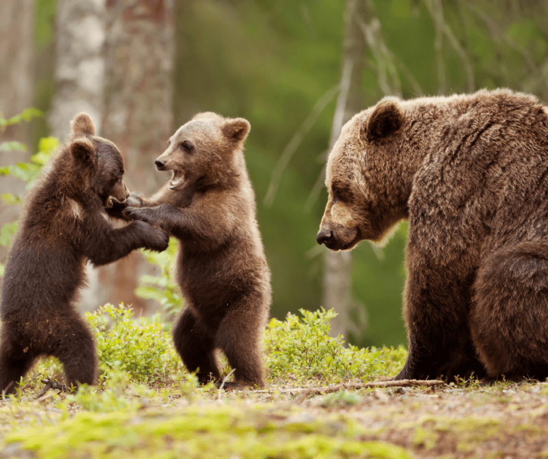 Mama bear sitting next to two baby bears fighting.