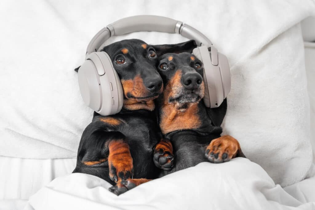 Two wiener dogs with headphones on, listening to music