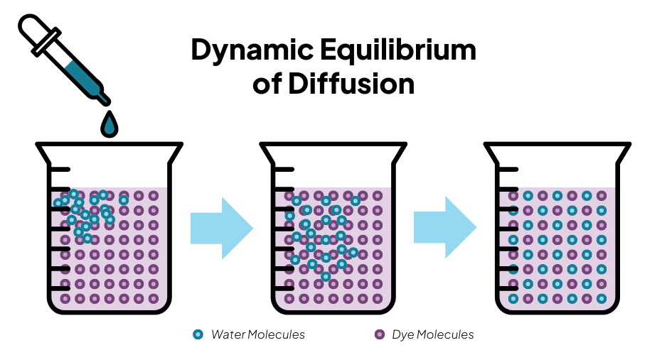 Dynamic Equilibrium of Diffusion graphic