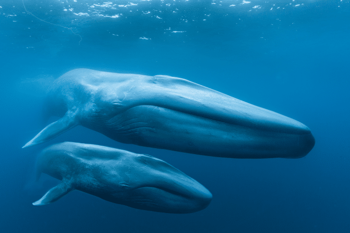 Blue Whales | OMSI