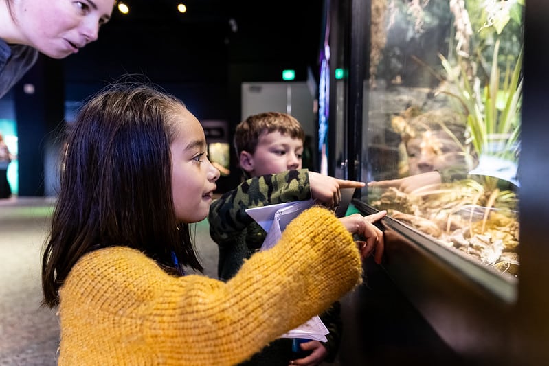 A young child points at something in a glass cage.