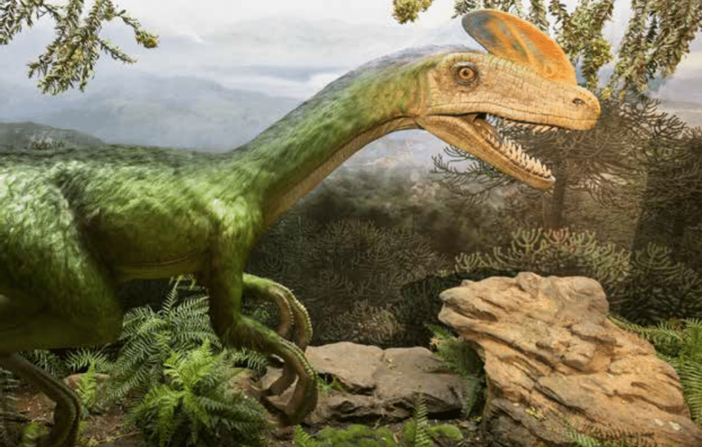 Model of feathered Tyrannosaur featured in Tyrannosaurs: Meet the Family exhibit