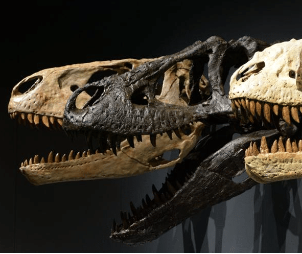 Three skulls in the Tyrannosaurs exhibit demonstrate differences between members of the family.