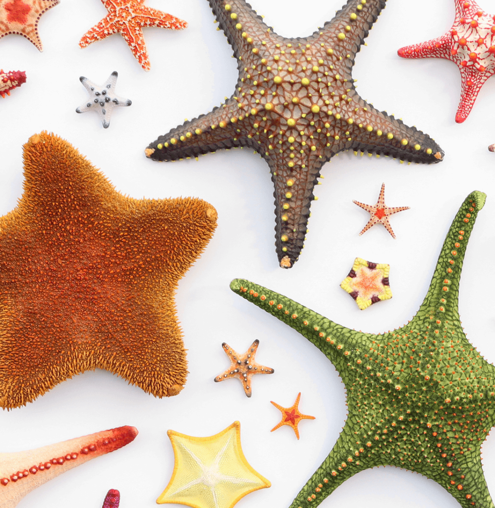 Sea Star display from Christopher Marley's exhibit, Exquisite Creatures Revealed