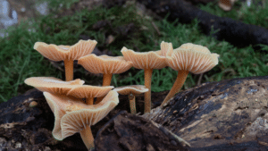 Orange Mushrooms Axford