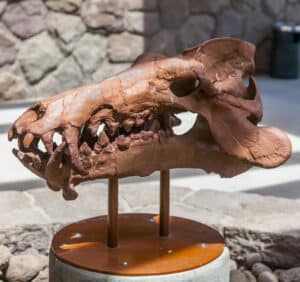 Kimberly, Oregon, USA - July 22, 2010: A fossilized dinosaur skull outside the Visitors Center of John Day Fossil Beds National Monument in the summer of 2010.