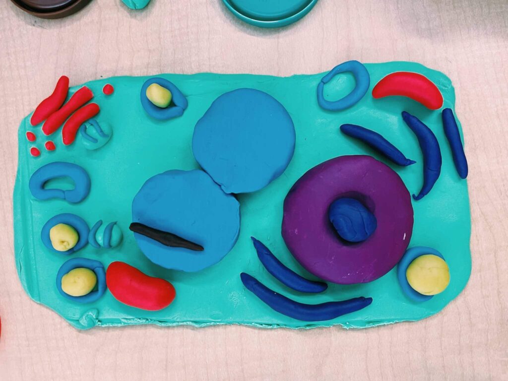 A student-made diagram of a cell using PlayDoh