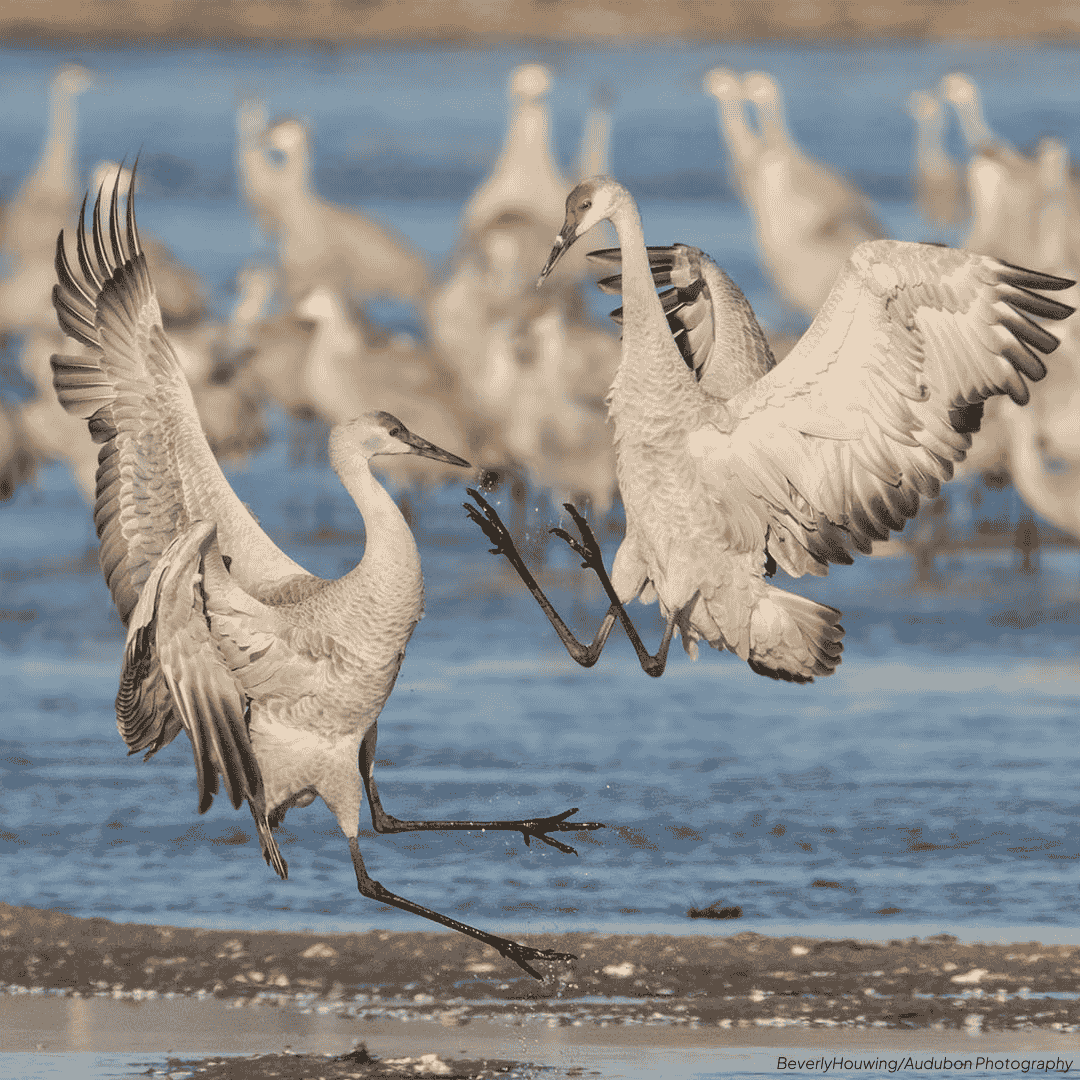 Birds fighting on the edge of a lake