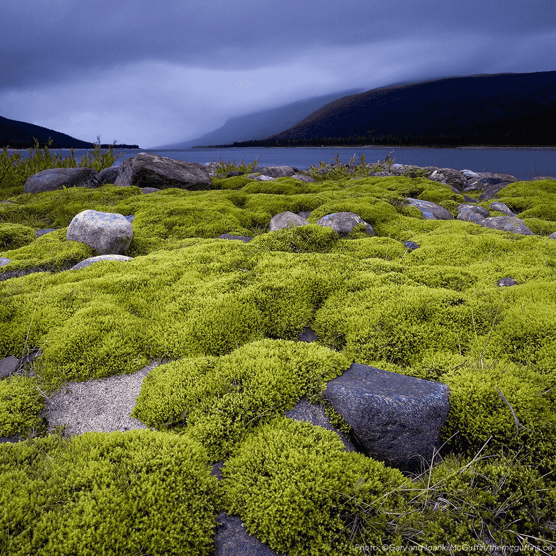 Moss-covered stones around mountain lake. Photo credit: ©Gary and Joanie McGuffin/themcguffins.ca