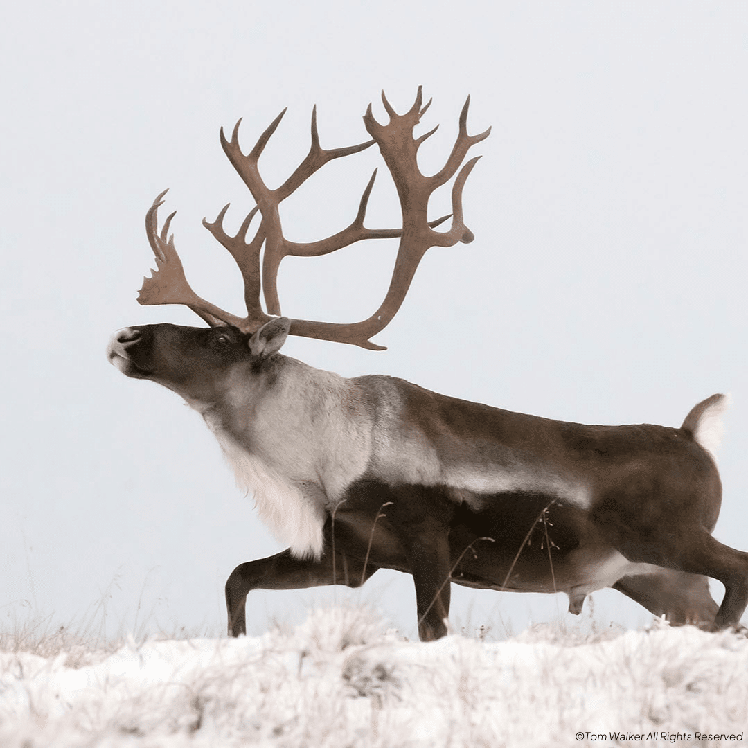 Reindeer walking through snow, looking up. Photo cred: ©Tom Walker All Rights Reserved