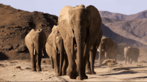 Elephant heard walking through the desert