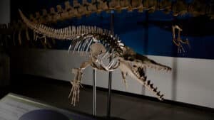 Image of a full cast skeleton of a prehistoric sea creature