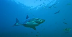 Great white shark swimming in the ocean