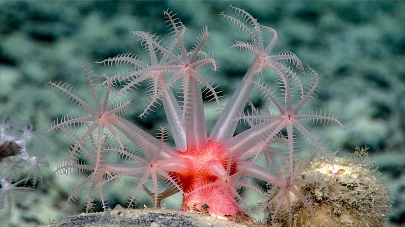 Close-up of a delicate coral polyps with translucent pink arms and a vibrant red center, set against a blurred ocean floor background.