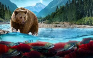A large brown bear stands in a clear river, surrounded by lush forests and distant mountains. Vibrant red and green salmon swim below the water's surface.