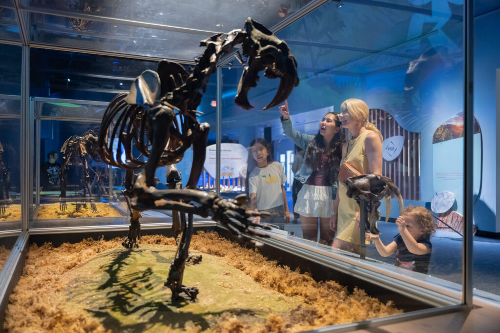 While a family is looking at a skeleton of a saber-toothed cat in a case, a toddler is grabbing the teeth on replica saber-tooth cat skull in OMSI's Paleoclimatology section.
